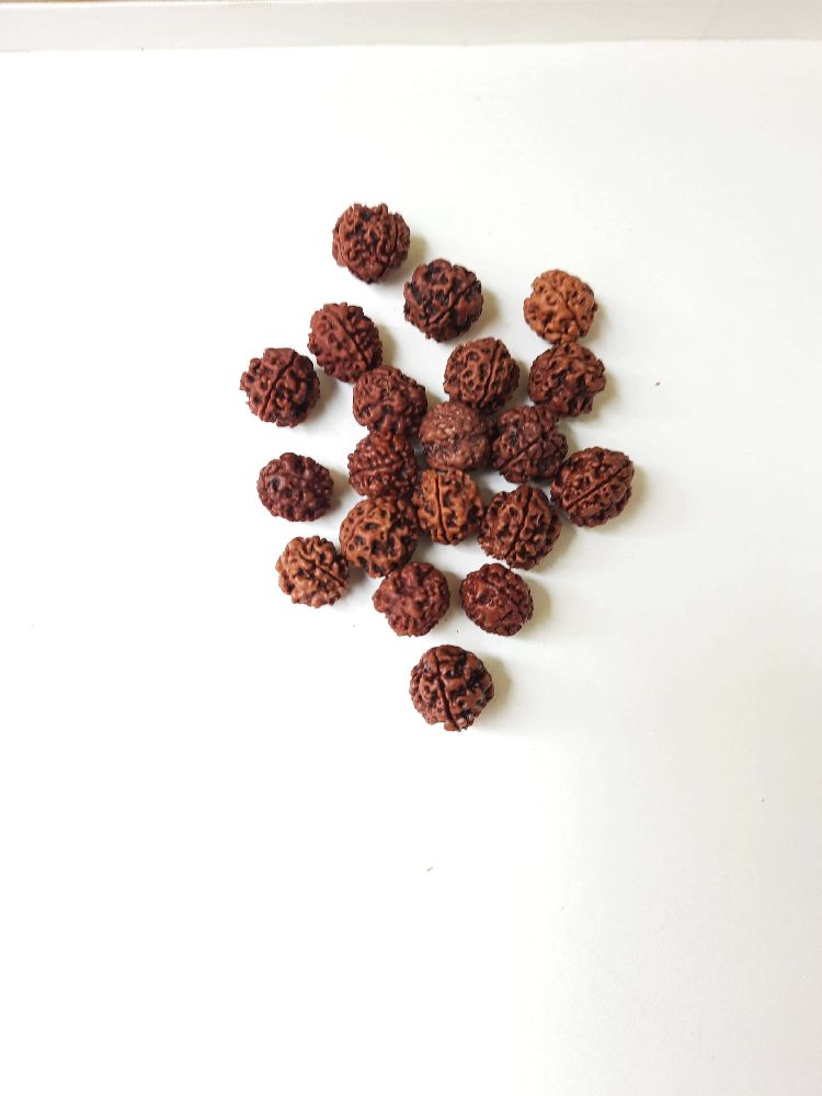 Collection of Authentic Rudraksha Beads 5